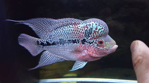 flowerhorn fish baby